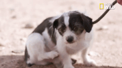 doggie winter wonderland pupparazzi GIF by Nat Geo Wild