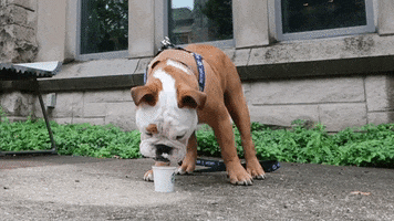 Happy Coffee Break GIF by Butler University