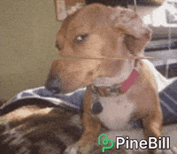 Suspicious Dog GIF by PineBill
