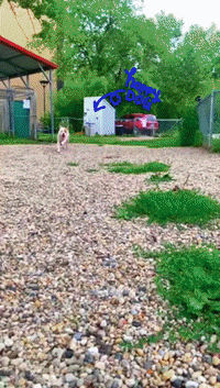 Heartland_Animal_Shelter happy dog smile run GIF