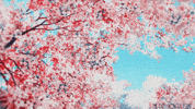 Cherry Blossom Sakura GIF