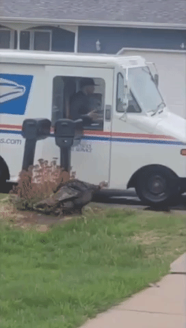 Turkey Chases Mail Truck