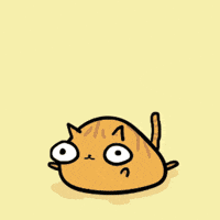 Cat Celebrate GIF