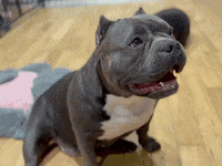 atomicbullies かわいい 犬 americanbully レディ GIF