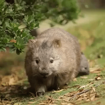 Tourist Spies Cute Wombat and Youngster Out for a Walk