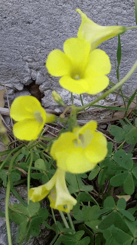 Simongip giphyupload GIF