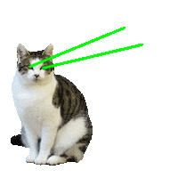 cat kitten Sticker by Planeta de Libros México