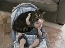 baby cat GIF