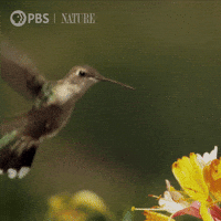 Explore Pbs Nature GIF by Nature on PBS