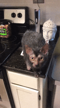cat GIF