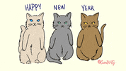Cat Kitty GIF