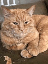 Cat GIF