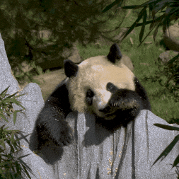 Waving Panda