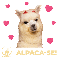 Alpacas Visita Escolar Sticker by Alma Alpaca