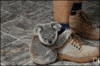 koala hug GIF