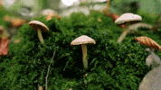 fall rain GIF by Living Stills