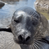 Harbour Seal GIF by Valley Zoo Development Society