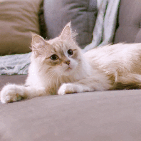 hillspetnutrition cat what shock kitty GIF