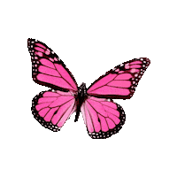 Spring Butterfly Sticker by Amanda Batista