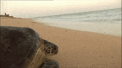 GIF by ARTE