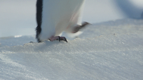 disney penguins GIF by Disneynature