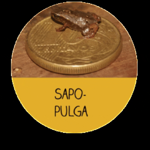 menoresbichosdobrasil money brasil brazil frog GIF