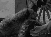 classic film oshaughnessys boy GIF by Warner Archive