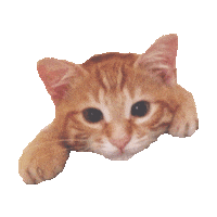 cat kitty STICKER by imoji