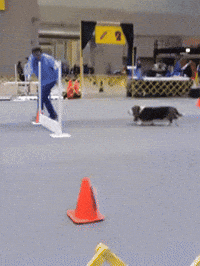 hound agility GIF