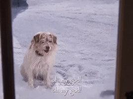 season 5 netflix GIF by Gilmore Girls 