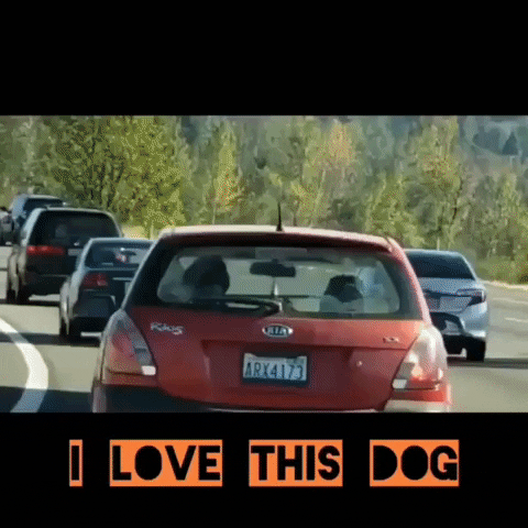 dog GIF by JustViral.Net