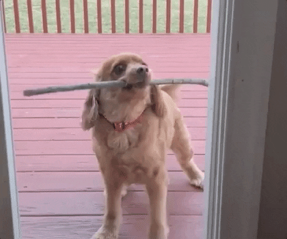 Dog Puppy GIF by Boomer The Perfect Mutt