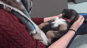 puppy puppies GIF by Laurentian University
