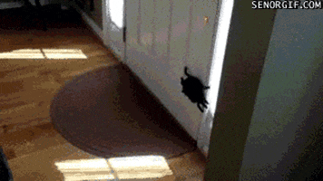 scared dog GIF by Cheezburger