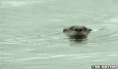 otter GIF by SB Nation