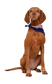 Dog Hund Sticker by jenpix