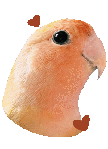 ClaudiaRamEsc simba lovebird clauramesc Sticker
