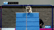 Come On Running GIF by American Kennel Club