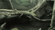 BrookfieldZoo cool bye fast chicago GIF