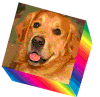 Golden Retriever Dog Sticker