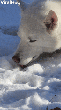 Husky Enjoys Lying in Snow
