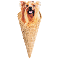 ice cream dog Sticker by Puppies Make Me Happy
