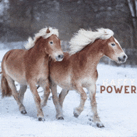 Original-Haflinger haflinger GIF