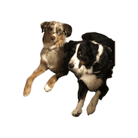 Learn Lifelong Learning Sticker by Tracy Shroyer, PhD