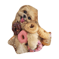 donut STICKER by imoji