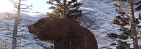 red dead redemption bear GIF