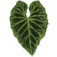 Plant Leaf Sticker