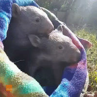 Sweet Baby Wombats in a Pouch Are All of Us on a Winter's Morning