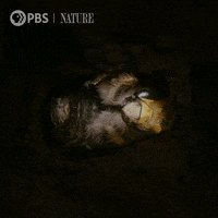 Wild Animals Bee GIF by Nature on PBS