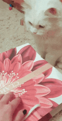 White Cat GIF